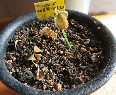 セットアップ 実生のクリスマスローズ・・夏越し失敗・・・｜園芸日記 花