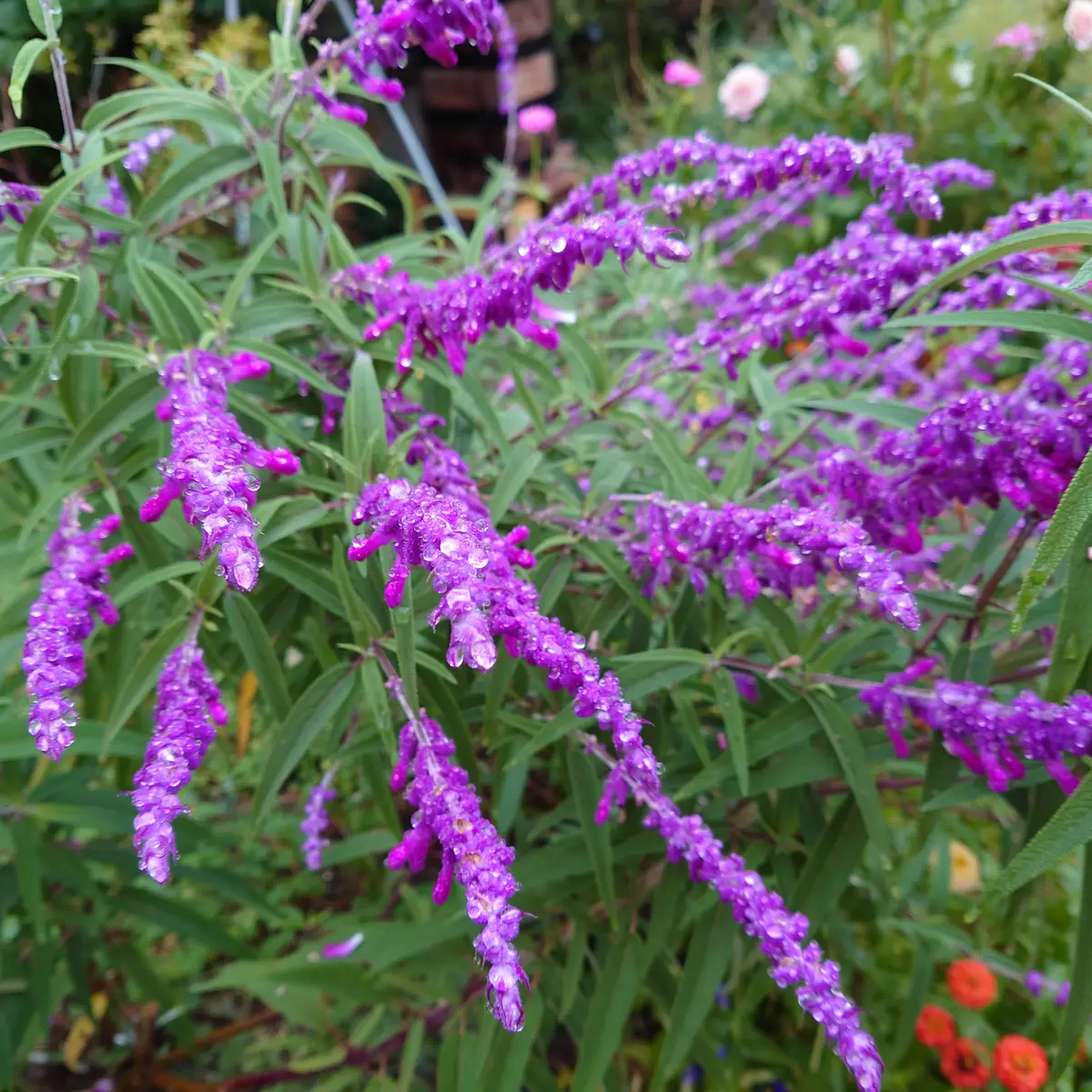 オルゴナイト 蓮の花 アメジスト