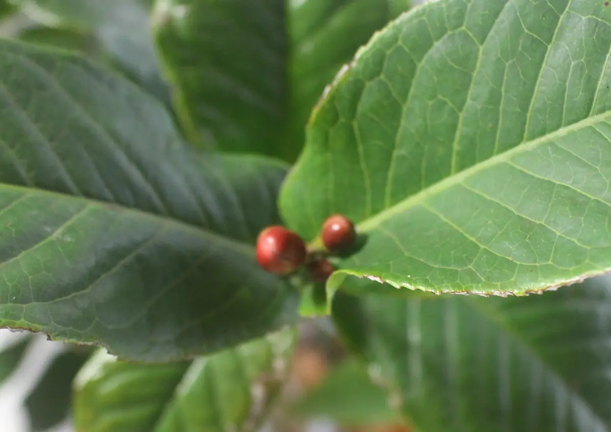 ベトナム椿の蕾が・・｜園芸日記byねむりねこ｜みんなの趣味の園芸