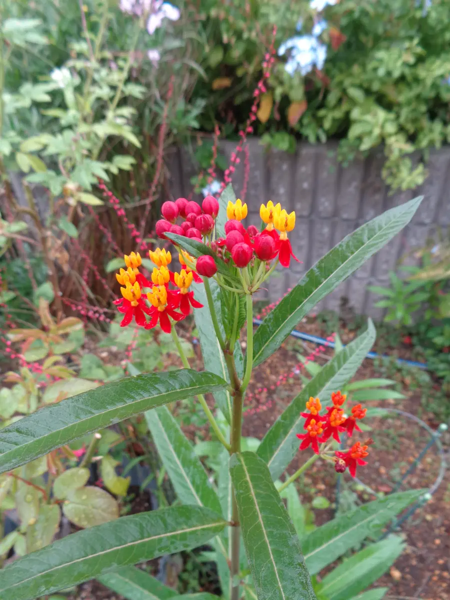 ポリゴナムの日記一覧|fuchiさんの園芸日記-みんなの趣味の園芸