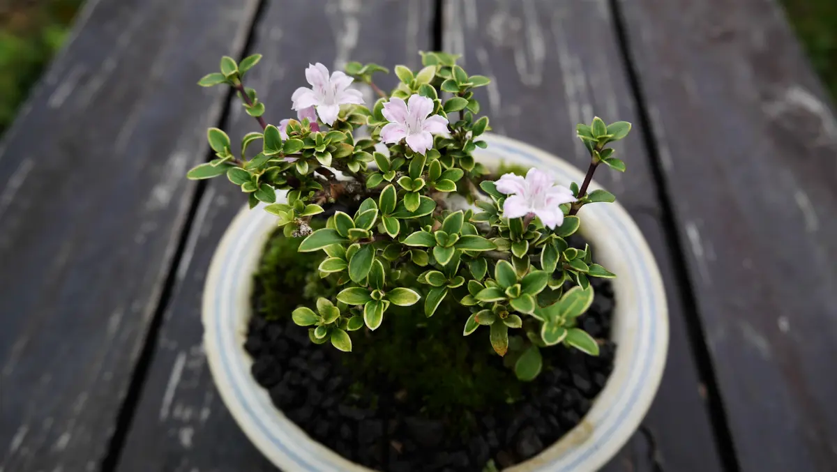 ミニ盆栽は楽しい～斑入り香丁花｜園芸日記byshinji70｜みんなの趣味の