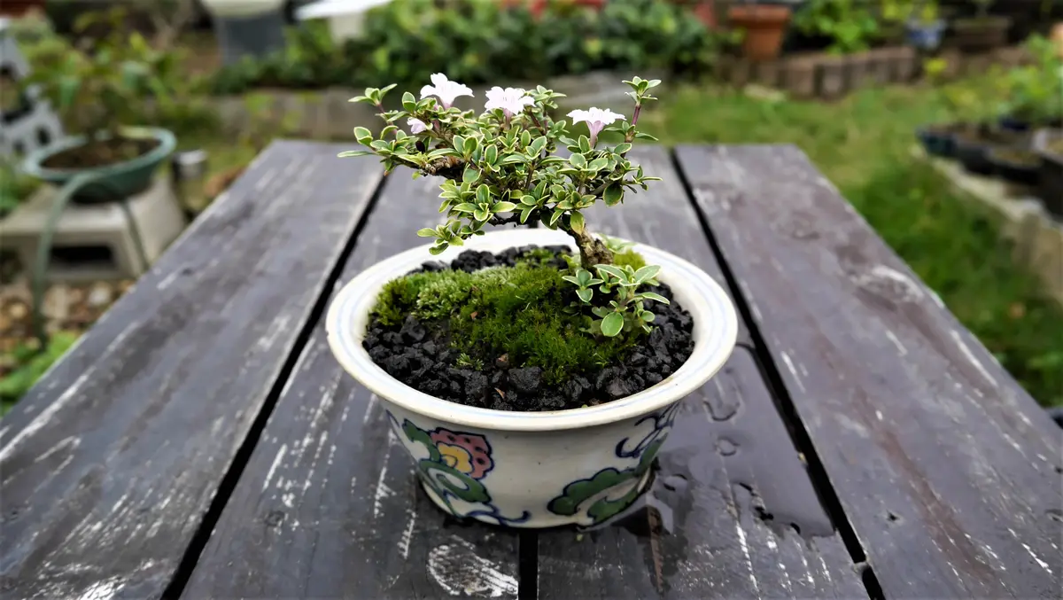 ミニ盆栽は楽しい～斑入り香丁花｜園芸日記byshinji70｜みんなの趣味の