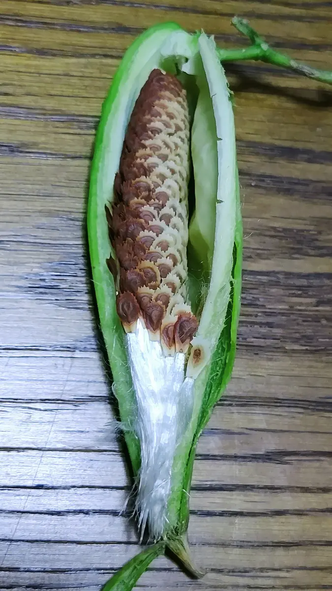 ケサラン パサラン 正体