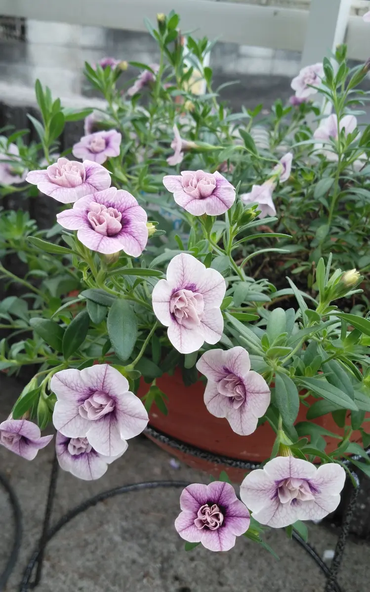 松本優 ビックコミックスピリッツ 直筆サイン入りチェキ 松本優 ビックコミックスピリッツ 直筆サイン入りチェキ - メルカリ