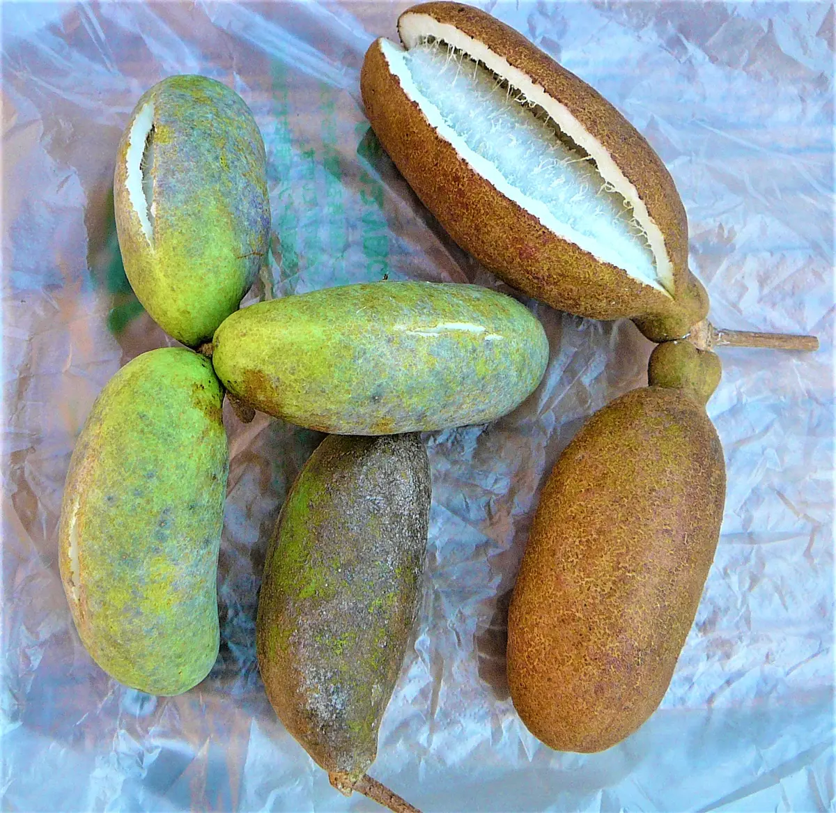 アケビ（44）： 野生種／三つ葉＆五つ葉＜29＞｜園芸日記by