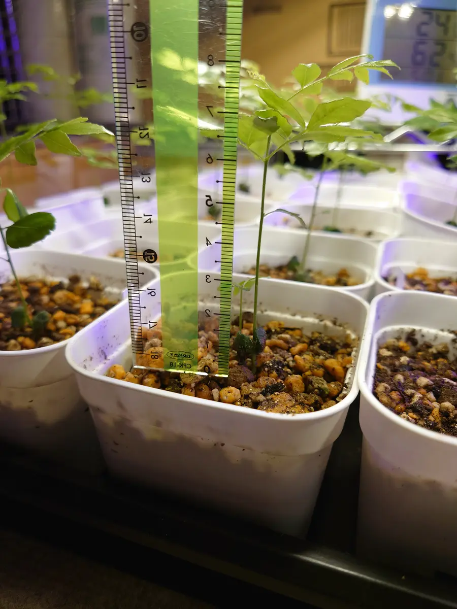 カレーリーフ ハーブ 中 抜き苗 1株 カレーリーフ ハーブ 中 抜き苗 1株 楽天市場】（観葉植物