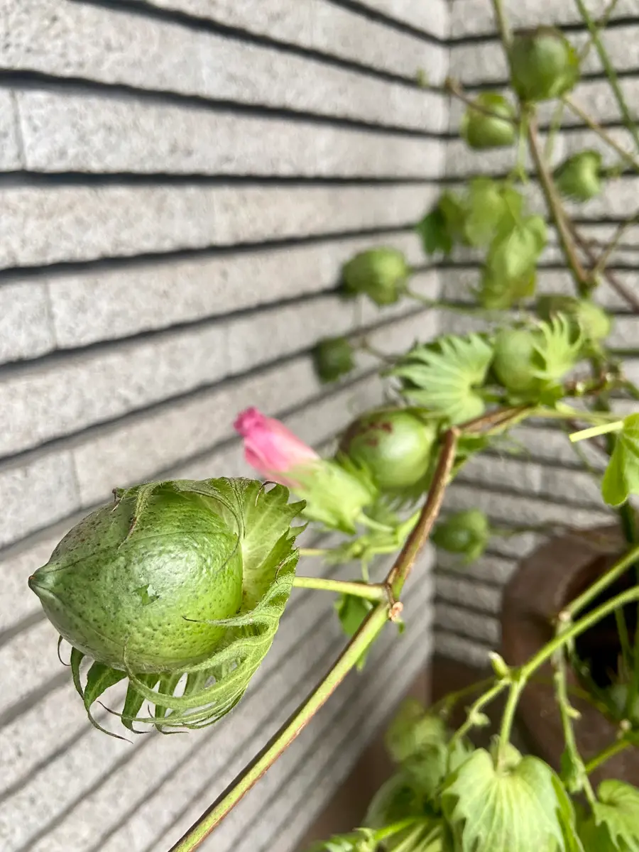 雨前に収穫｜園芸日記by乙女ヘチマ｜みんなの趣味の園芸｜1009568