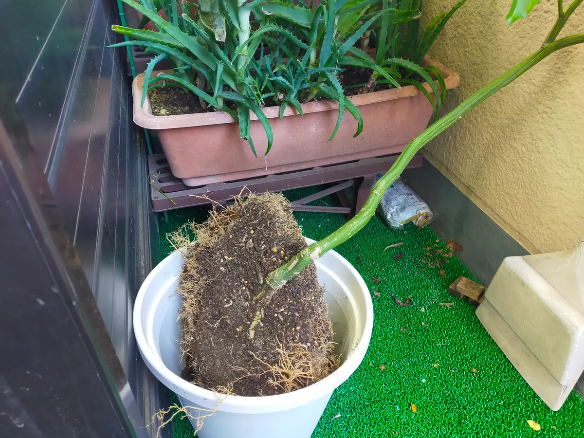フルーツ鉢 パッションフルーツの鉢上げ🥴｜園芸日記byひまわりん♪｜みんなの趣味