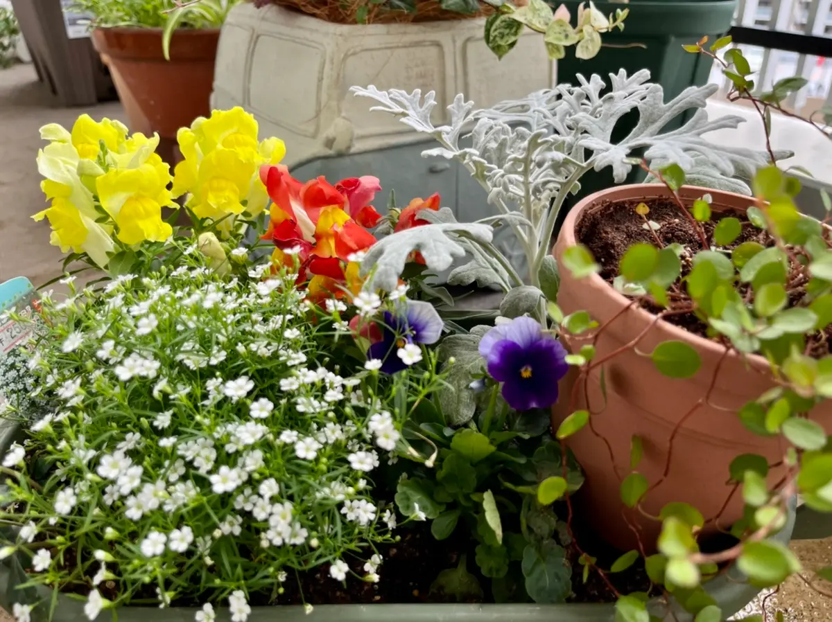金魚草で寄植え｜園芸日記byみはな｜みんなの趣味の園芸｜1009646