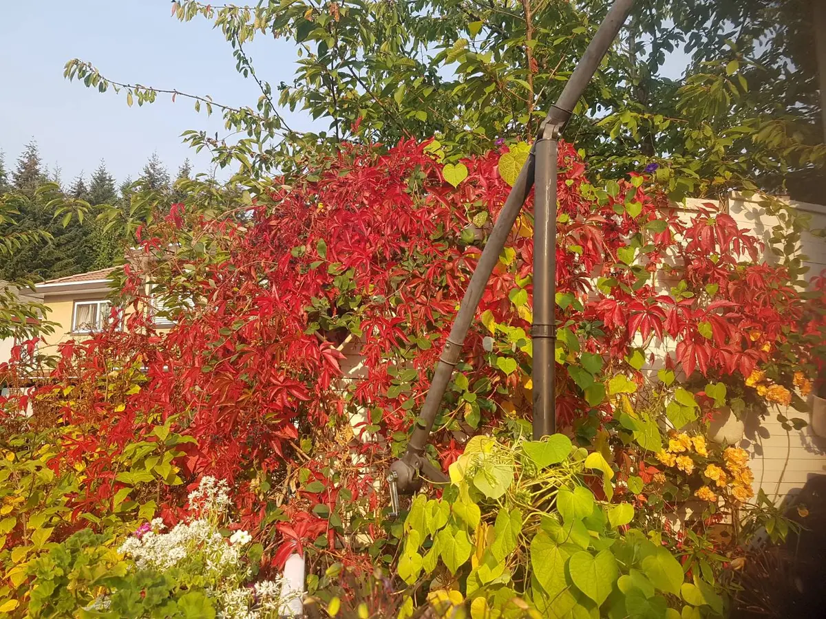 アメリカ蔦（VIRGINIA CREEPER）の紅葉｜園芸日記by猫あじさい