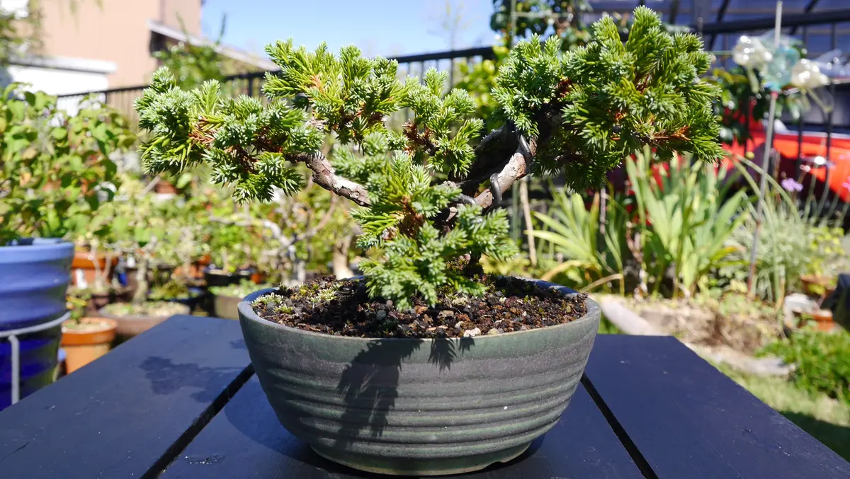 磯馴(ソナレ)別名這柏槙(ハイビャクシン)〔写真2枚目〕-shinji70