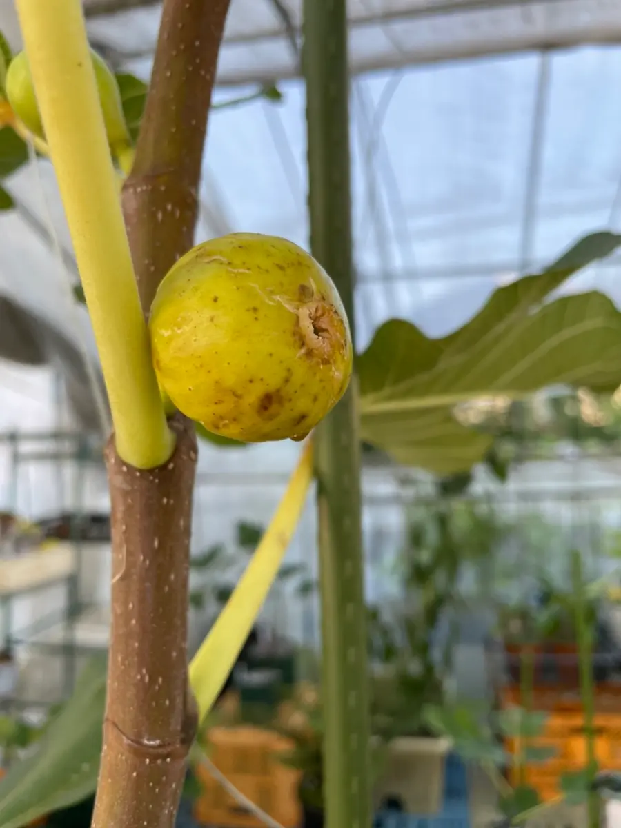 img_cache_d_1010432_1_16661827