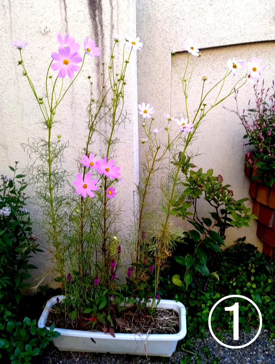 君子蘭　縞中斑入り　５号鉢つき　レア斑❗ 君子蘭 縞中斑入り 5号鉢つき レア斑❗ 君子蘭 縞中斑入り 5号鉢つき