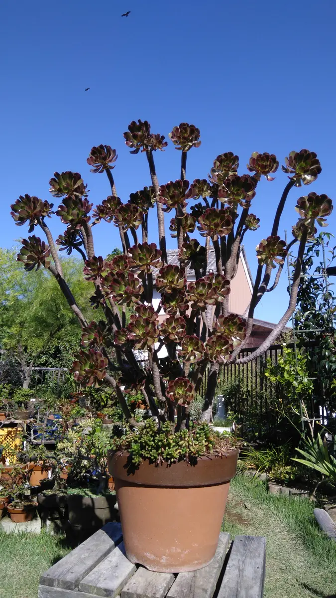 大きな黒法師（多肉植物）特大 大きな黒法師（多肉植物）大