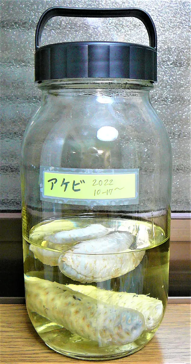 アケビ（48）： 野生種／三つ葉＆五つ葉＜33＞｜園芸日記by団塊