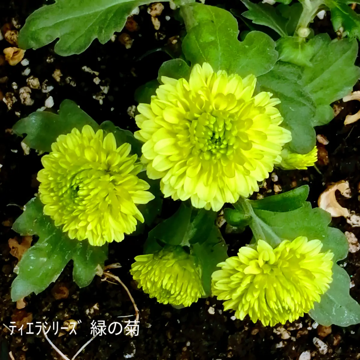 菊日和です😊｜園芸日記byBeeꕤ…˖*｜みんなの趣味の園芸｜1011197