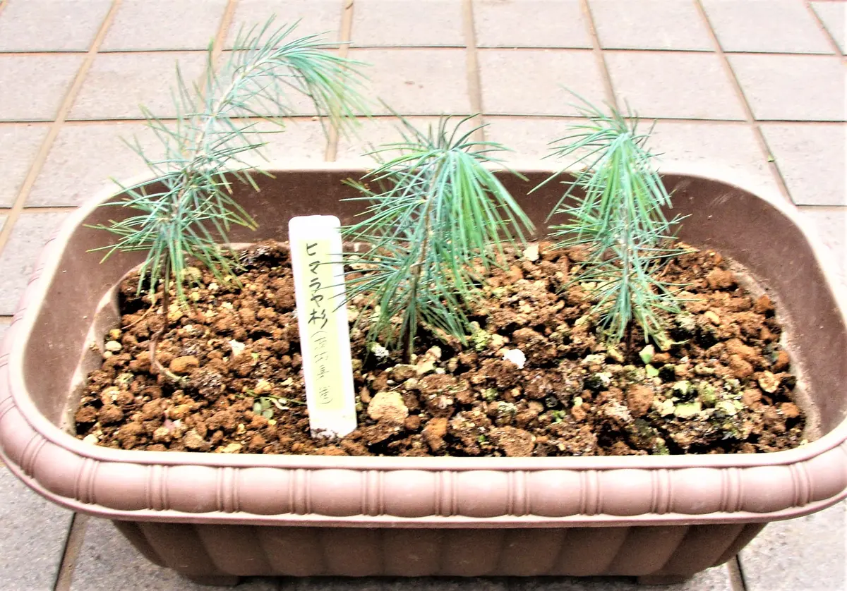 薪 針葉樹 国産 約11kg 千葉県産 茨城県産 キャンプ 焚き火 薪