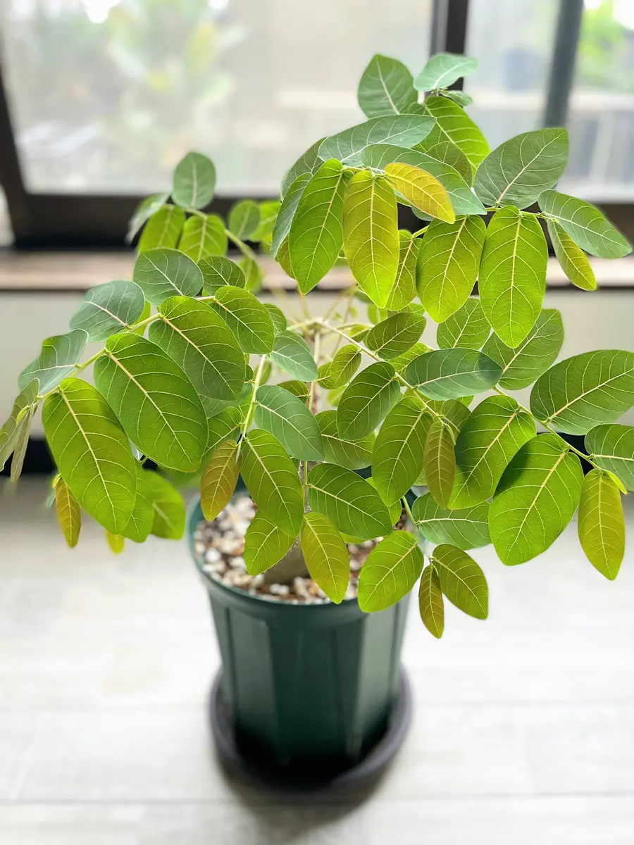 就眠運動｜園芸日記byいも子｜みんなの趣味の園芸｜1011303