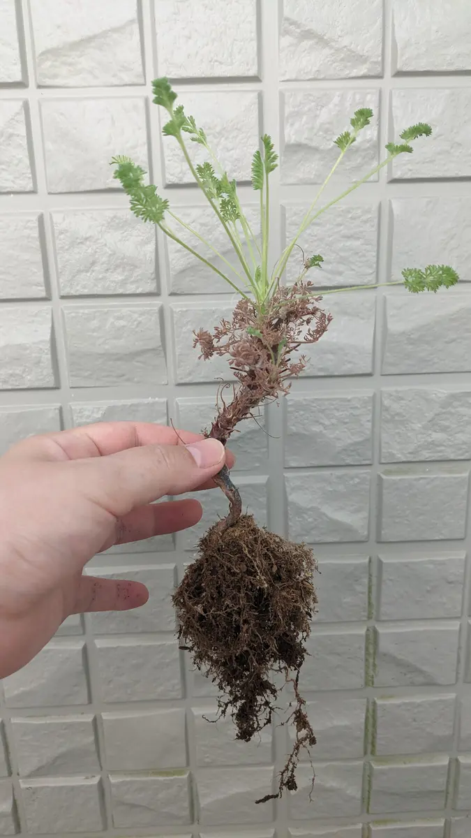 ペラルゴニウム・オレオフィルムの植え替え｜園芸日記byらちとらいおん