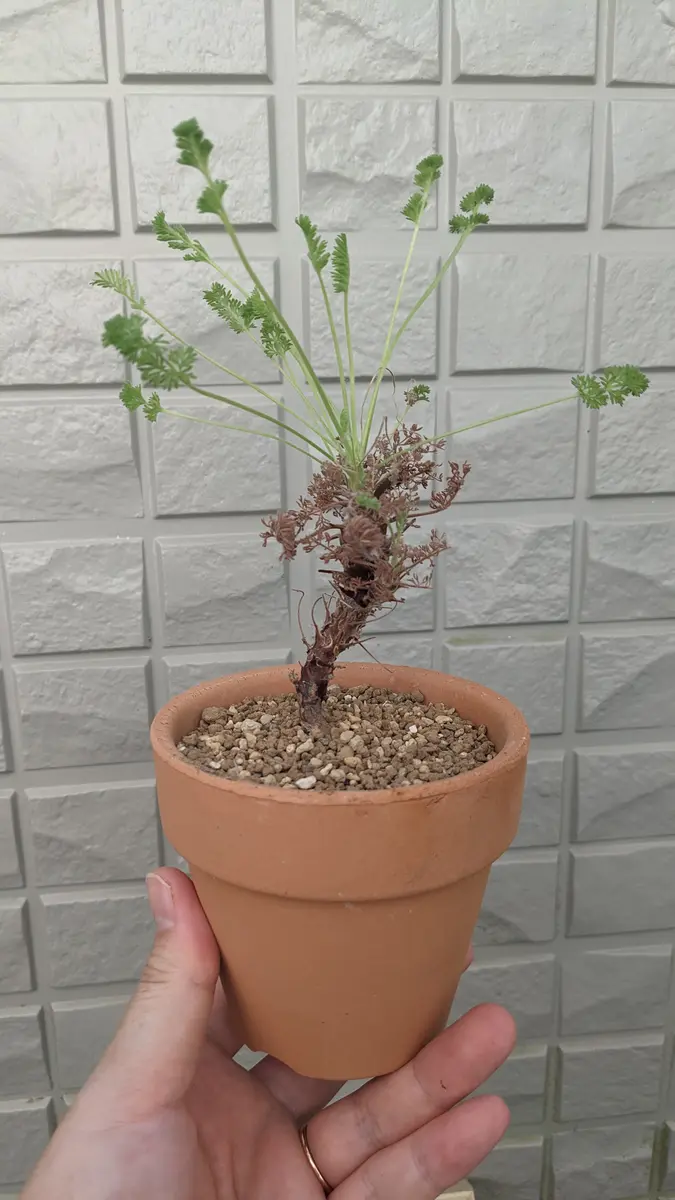 ペラルゴニウム・オレオフィルムの植え替え｜園芸日記byらちとらいおん