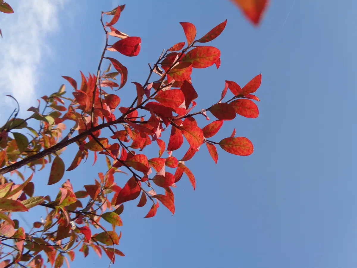 503 山採り アオダモ コバノガマズミ 混合株 gosh山採り アオダモ