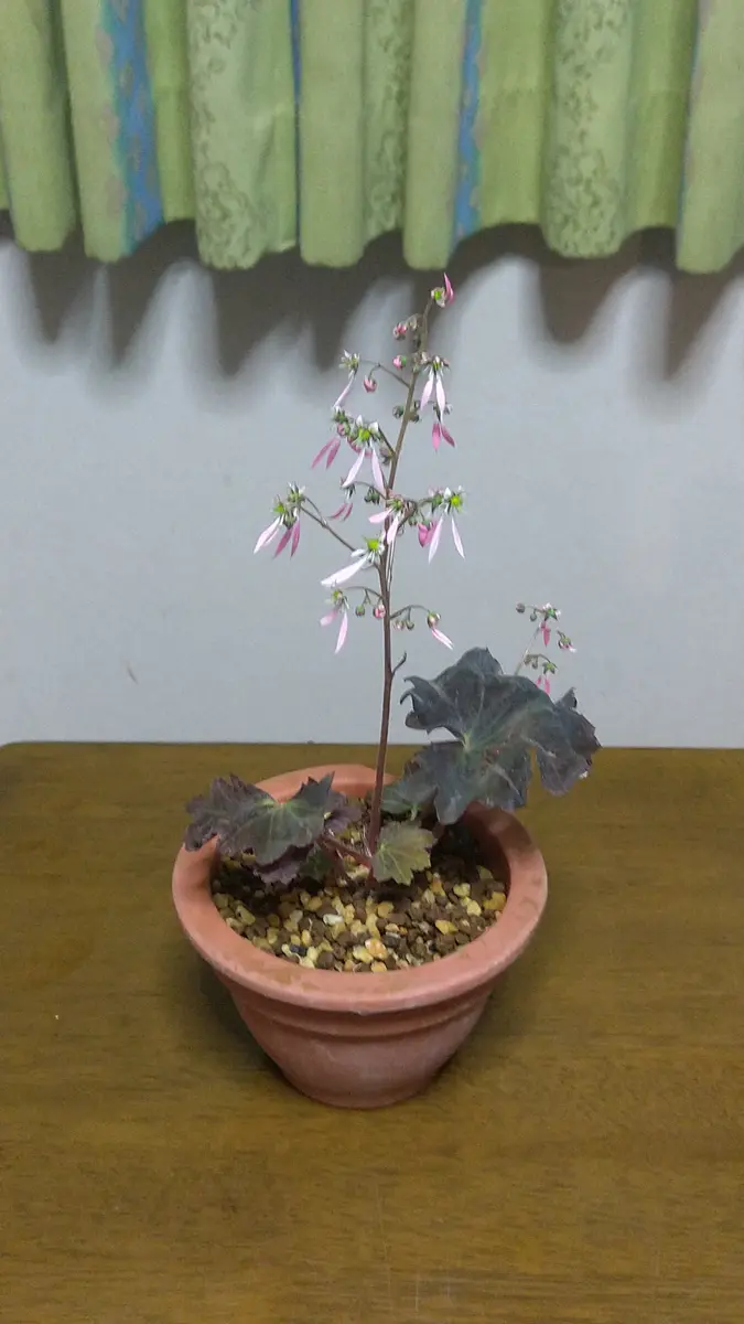 【速達】希少　赤斑紫人字　山野草　ジンジソウ　人字草　イワタバコ　イワギリソウ 楽天市場】ムラサキジンジソウ（紫人字草）7．5cmポット【山