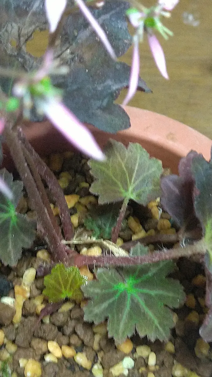 【速達】希少　赤斑紫人字　山野草　ジンジソウ　人字草　イワタバコ　イワギリソウ 楽天市場】ムラサキジンジソウ（紫人字草）7．5cmポット【山