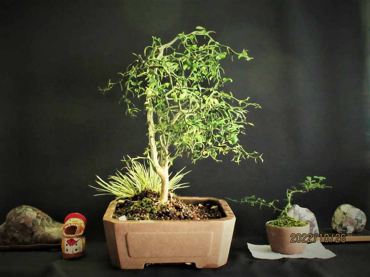 カラタチ『飛龍枳殻』は花と果実も観たいね。」｜園芸日記bymeika