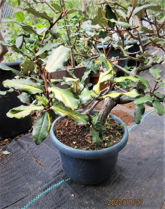 斑入り『冬グミ（寒グミ）』の花が咲いた！｜園芸日記bymeika
