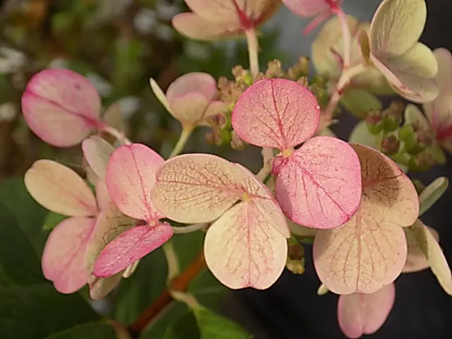 ピンクの花たち💕|園芸日記byタータン|みんなの趣味の園芸 ピンクの花たち💕|園芸日記byタータン|みんなの趣味の園芸