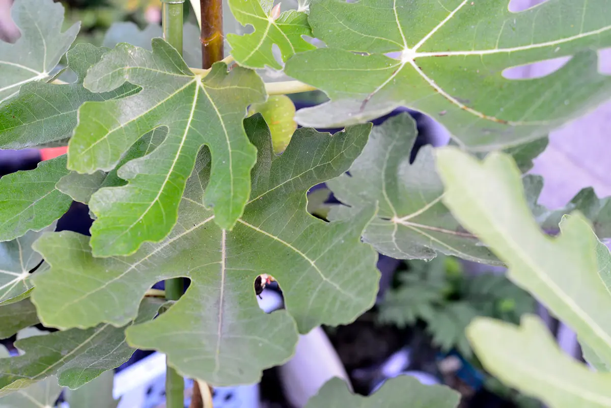 いちじく 10月29日まで 超希少樹種 イチジク シャーアンバー挿し木特大苗