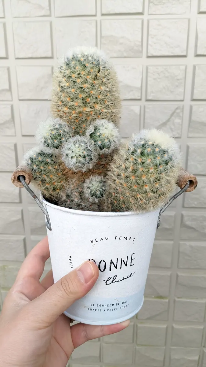 マミラリア・カルメナエの植え替え｜園芸日記byらちとらいおん