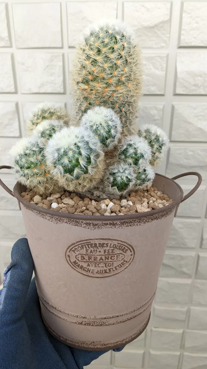 マミラリア・カルメナエの植え替え｜園芸日記byらちとらいおん