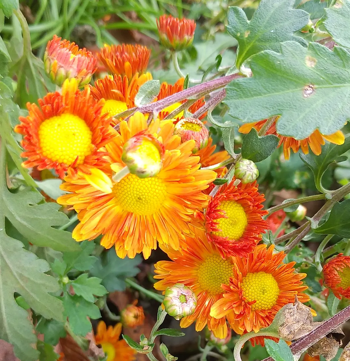 10月の花💮小菊と虫🐝｜園芸日記byさゆはは｜みんなの趣味の園芸｜1013628