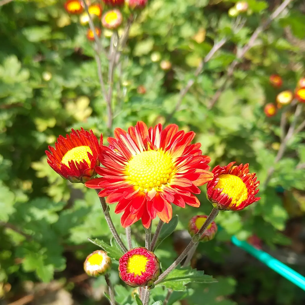 10月の花💮小菊と虫🐝｜園芸日記byさゆはは｜みんなの趣味の園芸｜1013628