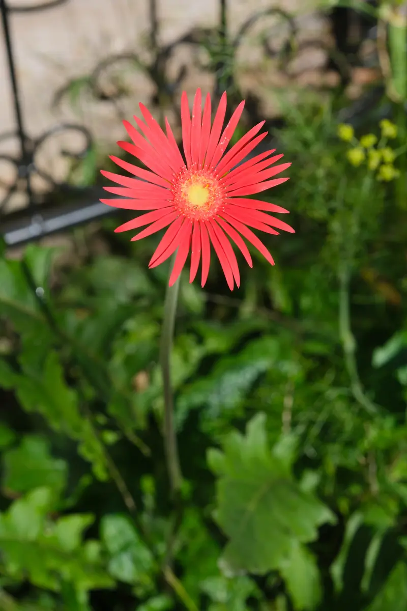 原種ガーベラ 肌色、ピンク 原種ガーベラ 肌色他 原種ガーベラ｜園芸