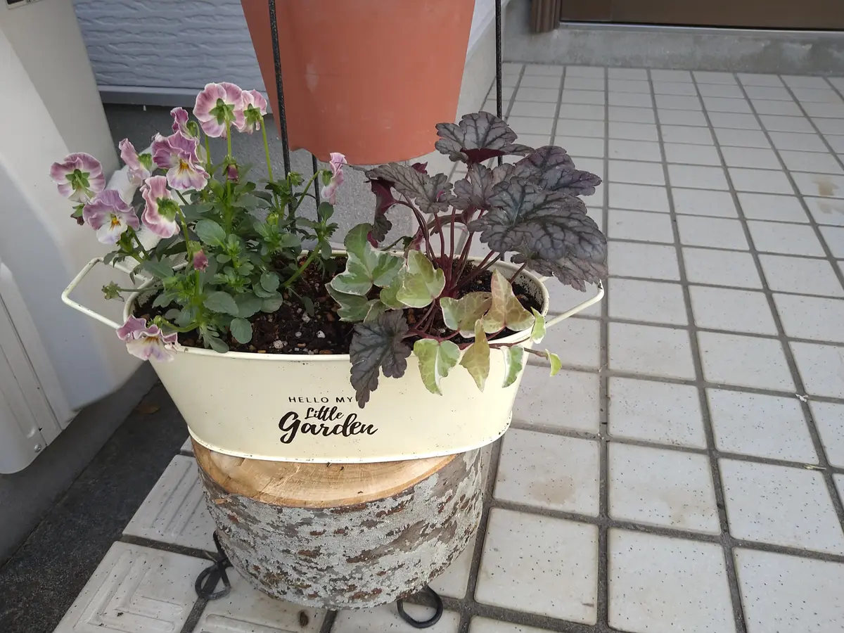 3967☘️2年間管理株☘️⭐️ぼかしオーレア⭐️小輪⭐️多弁⭐️広瀬園芸⭐️ ビオラ寄せ植え2｜園芸日記bysakurapinku｜みんなの趣味の園芸｜1014501