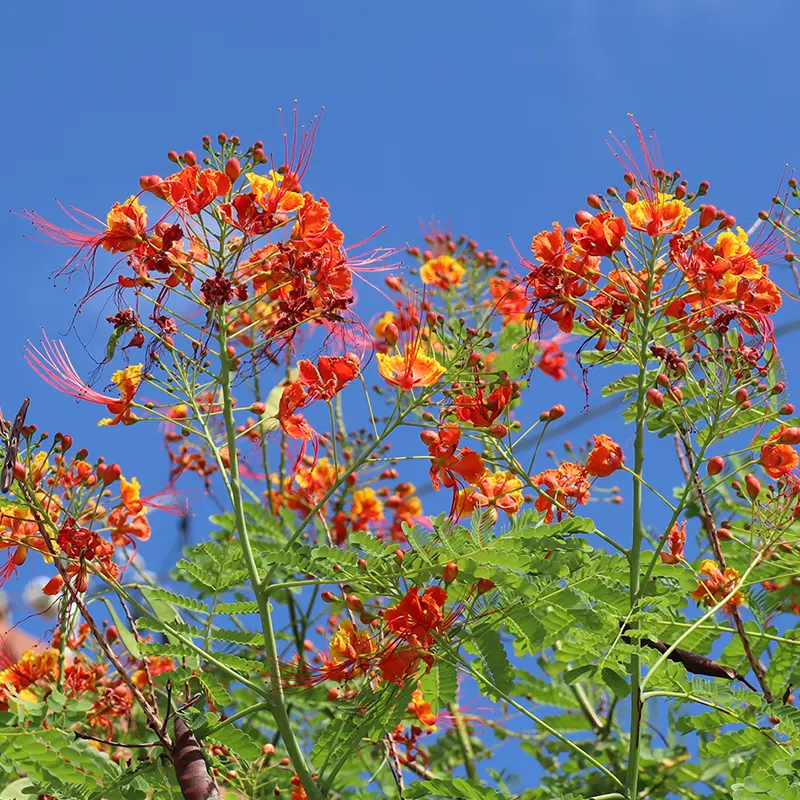 沖縄の熱帯花木｜園芸日記bychackee｜みんなの趣味の園芸｜1014557