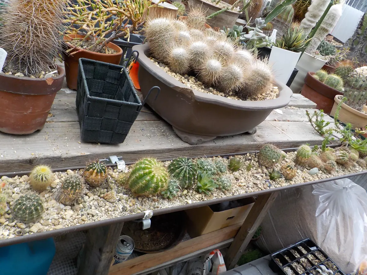 こんな小屋で多肉植物育ててます(*^^*)