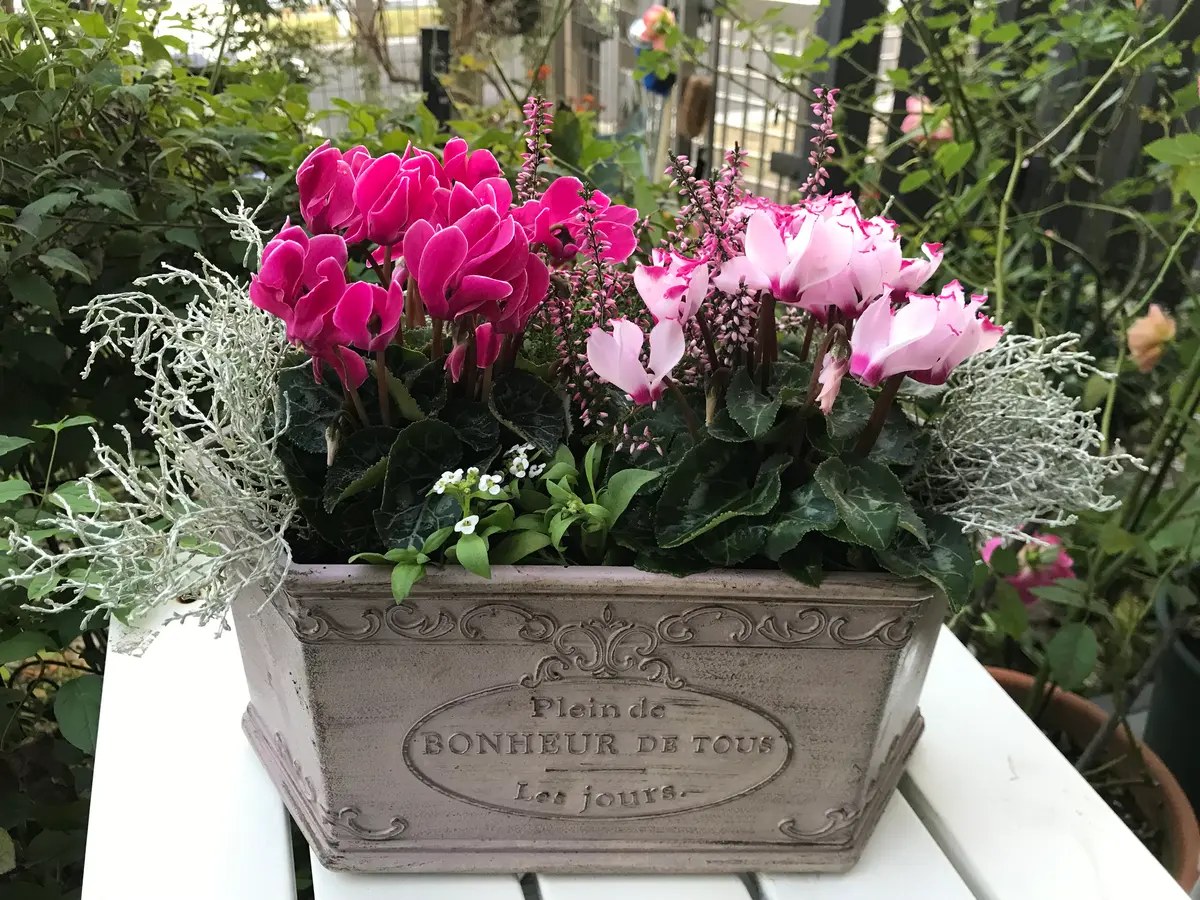 ガーデンシクラメンで｜園芸日記byピンクペッパー｜みんなの趣味の園芸