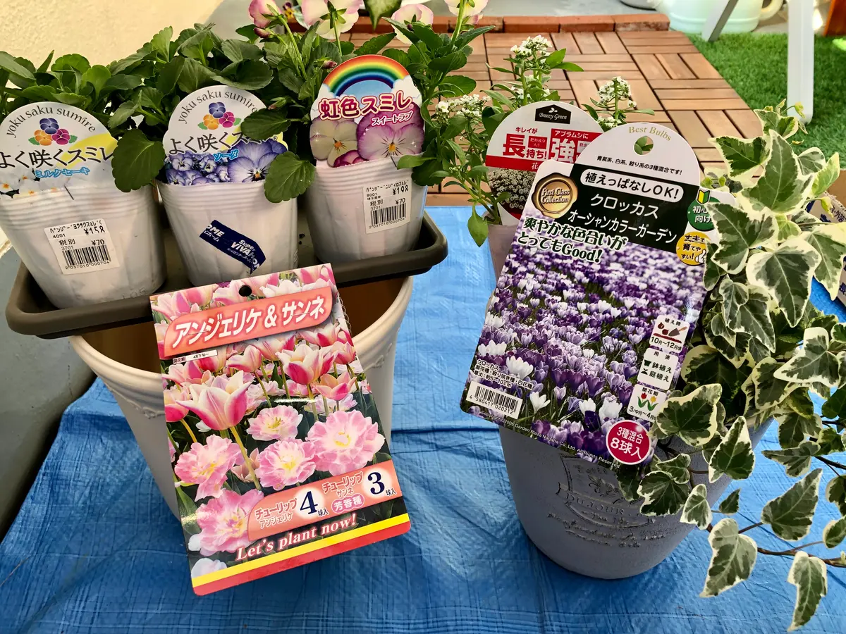 No.346　クロノス　寄せ植え　花 球根の植え付け〜寄せ植えをつくる♪｜園芸日記bymocomaru