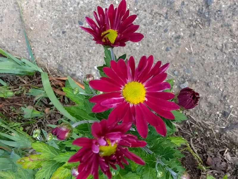 菊の花 嵯峨菊 '嵯峨の泉' | Chrysanthemum morifolium 