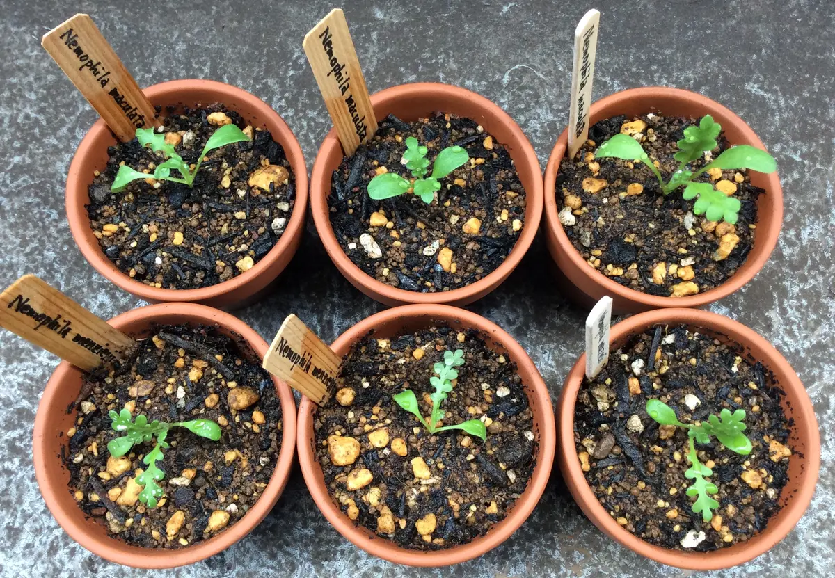 鉢上げ（Nemophilaネモフィラ）｜園芸日記byBee24｜みんなの趣味の園芸