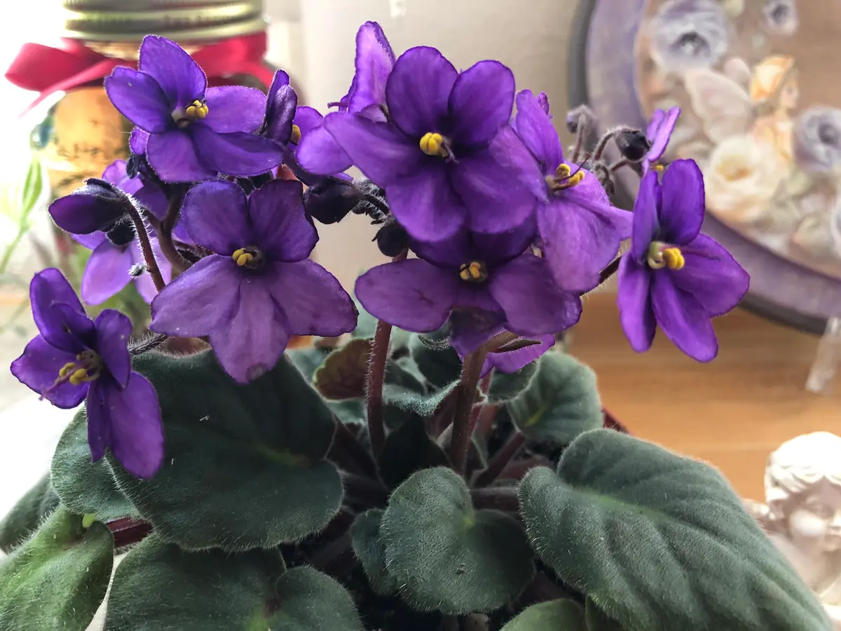 セントポーリア