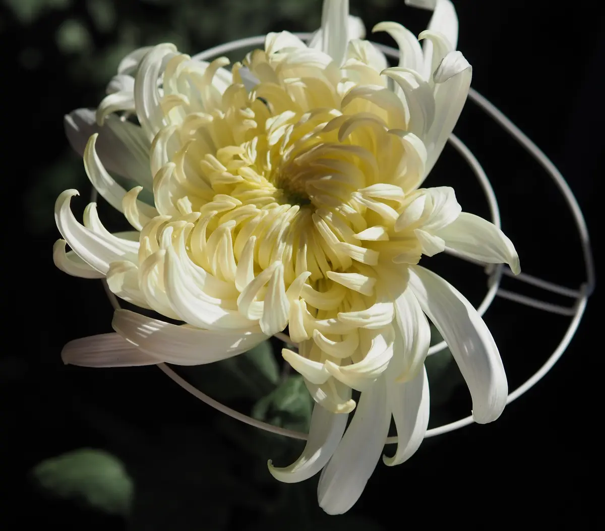 キク大事典 農文協／編　菊　花 キク大事典 農文協／編 菊 花