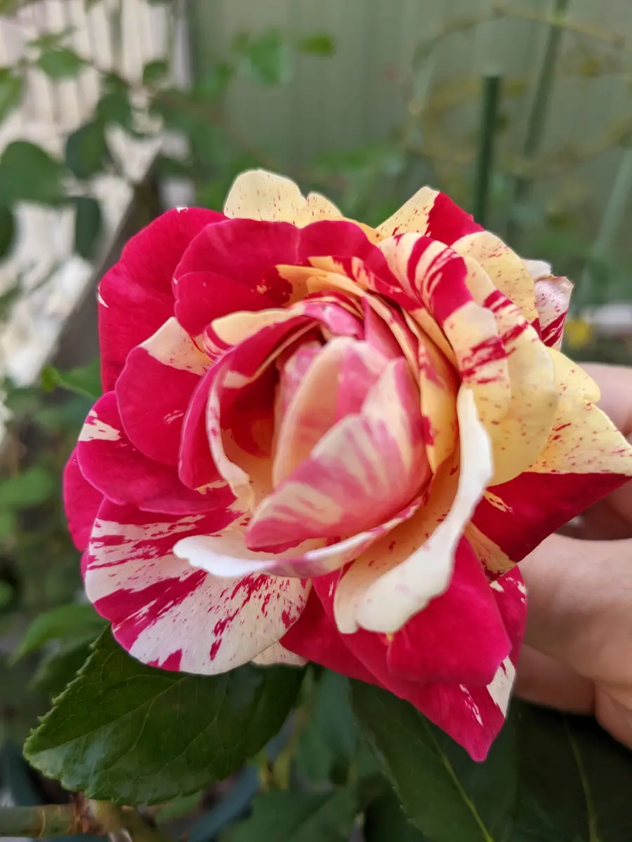 今日の花🌹｜園芸日記byももクリスマス｜みんなの趣味の園芸