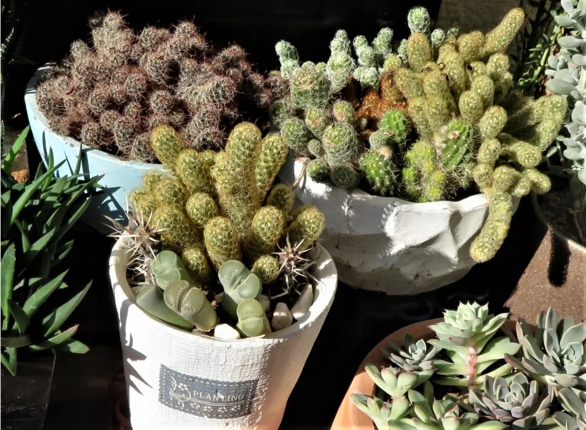 増えるばかりの🌵サボテンや多肉たち｜園芸日記byロッキー｜みんなの