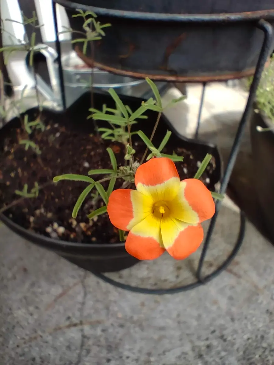 オキザリス🧡ﾔｴﾙ🧡開花中｜園芸日記byももぽん(旧ひろもも)｜みんなの