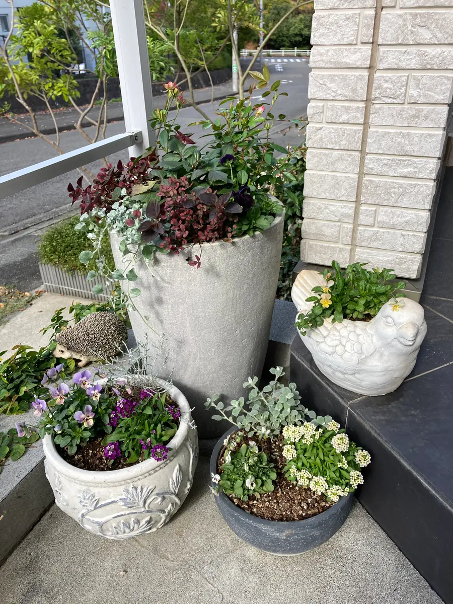 RokaHeartsビオラ ビオレッタ寄せ植え｜園芸日記byひめもも｜みんなの