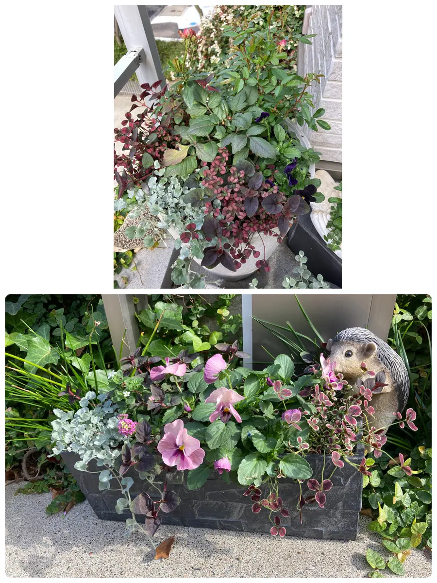 RokaHeartsビオラ ビオレッタ寄せ植え｜園芸日記byひめもも｜みんなの